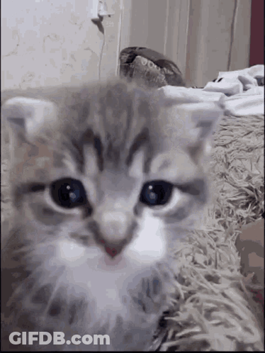 A Close Up Of A Kitten Laying On A Blanket GIF