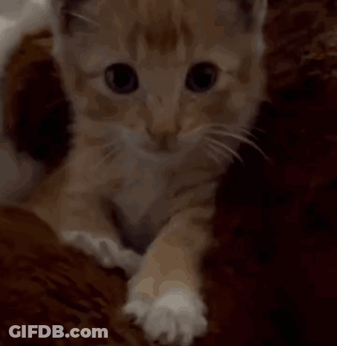 A Close Up Of A Kitten Laying On A Couch Looking At The Camera GIF