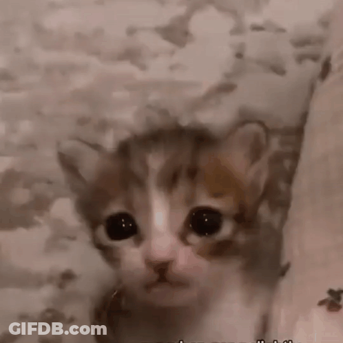 A Close Up Of A Kitten Looking At The Camera GIF
