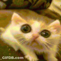 A Close Up Of A Kitten 'S Face With A Blurry Background . GIF