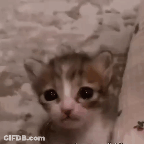 A Close Up Of A Kitten 'S Face With A Blurry Background . GIF