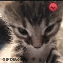 Kitten Face With Red Angry Face GIF