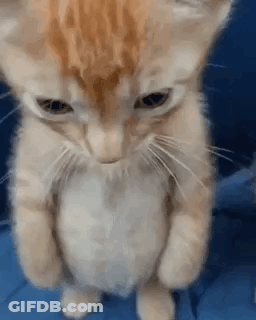 A Close Up Of A Kitten Standing On Its Hind Legs On A Bed . GIF