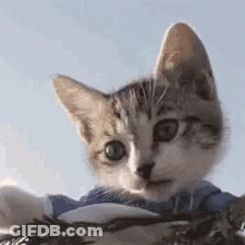 A Close Up Of A Kitten Wearing A Blue And White Striped Shirt . GIF