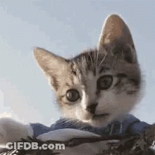 A Close Up Of A Kitten Wearing A Blue Shirt Looking At The Camera . GIF