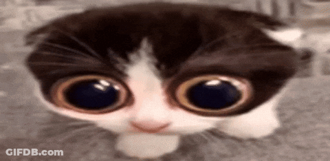 A Close Up Of A Kitten With Big Eyes Looking At The Camera . GIF