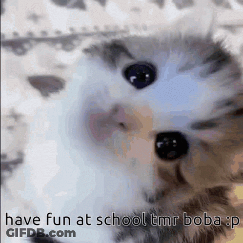 A Close Up Of A Kitten With The Words Have Fun At School Tmr Boba GIF