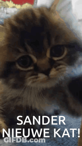 A Close Up Of A Kitten With The Words Sander Nieuwe Kat On The Bottom GIF