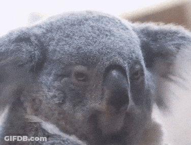 A Close Up Of A Koala Bear 'S Face Looking At The Camera GIF