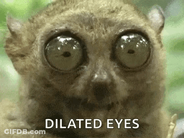 A Close Up Of A Lemur 'S Eyes With The Words `` Dilated Eyes '' Written Below It . GIF