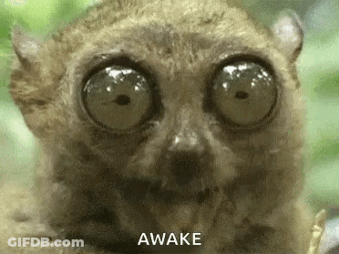 A Close Up Of A Lemur 'S Face With Big Eyes And The Words `` Awake '' Above It . GIF