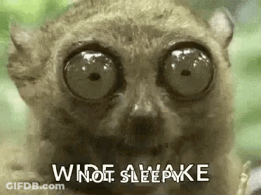 A Close Up Of A Lemur 'S Face With Big Eyes And The Words `` Wide Awake '' Written Above It . GIF