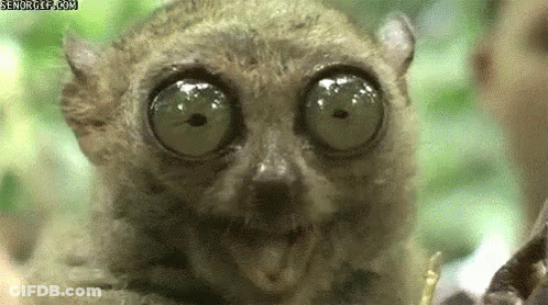 A Close Up Of A Lemur 'S Face With Big Green Eyes . GIF