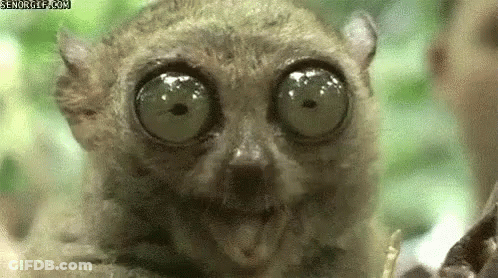 A Close Up Of A Lemur 'S Face With Big Green Eyes . GIF