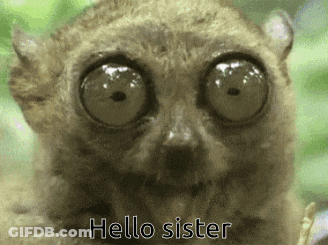 A Close Up Of A Lemur With Big Eyes And The Words Hello Sister Below It GIF