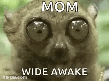 A Close Up Of A Lemur With Big Eyes And The Words `` Mom Wide Awake '' . GIF