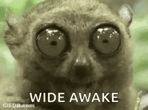 A Close Up Of A Lemur With Big Eyes And The Words `` Wide Awake '' Written On It . GIF