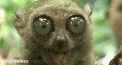 A Close Up Of A Lemur With Large Eyes Looking At The Camera . GIF