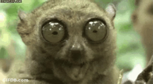 A Close Up Of A Lemur With Very Large Eyes Looking At The Camera . GIF
