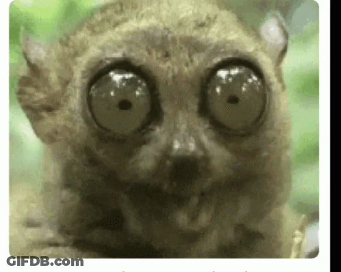 A Close Up Of A Lemur With Very Large Eyes Looking At The Camera . GIF