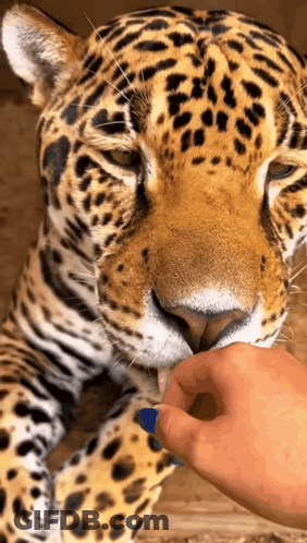 A Close Up Of A Leopard Being Petted By A Person 'S Hand GIF