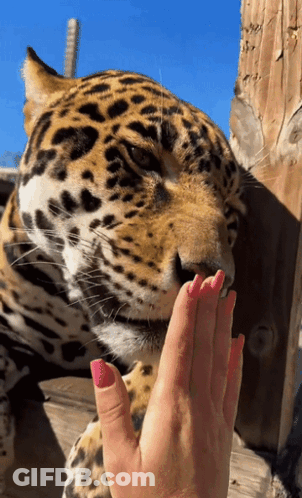 A Close Up Of A Leopard Licking A Woman 'S Hand GIF