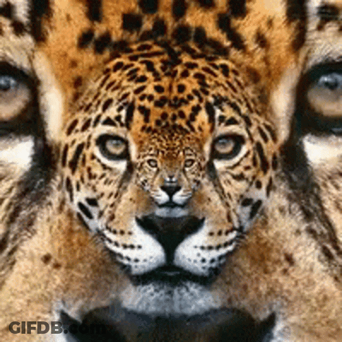 A Close Up Of A Leopard 'S Face With A Reflection Of Another Leopard 'S Face GIF