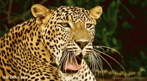 A Close Up Of A Leopard With Its Mouth Open And The Words The World Is Worth A GIF Below It GIF