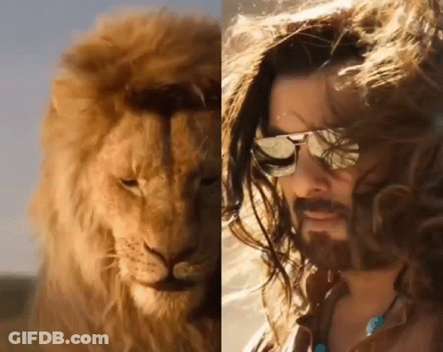 A Close Up Of A Lion And A Close Up Of A Man With Sunglasses GIF