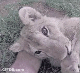 A Close Up Of A Lion Cub Laying In The Grass . GIF
