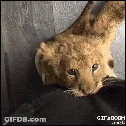 A Close Up Of A Lion Cub Laying On A Person 'S Shoulder . GIF