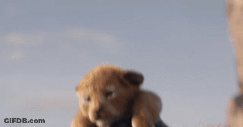 A Close Up Of A Lion Cub Looking At The Camera GIF