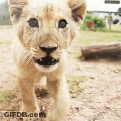 A Close Up Of A Lion Cub Walking On The Ground GIF