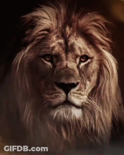 A Close Up Of A Lion Looking At The Camera GIF