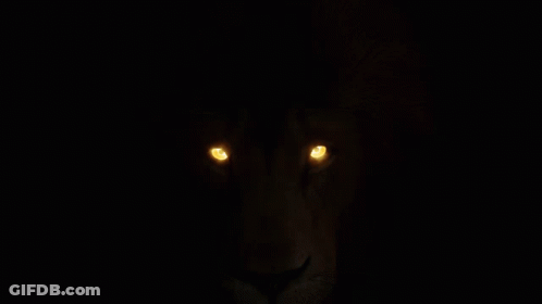 A Close Up Of A Lion 'S Eyes Glowing Brightly In The Dark GIF