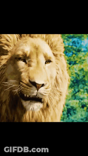 A Close Up Of A Lion 'S Face With A Blurred Background GIF