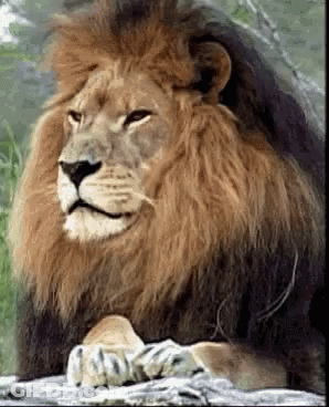 A Close Up Of A Lion 'S Face With A Blurred Background GIF
