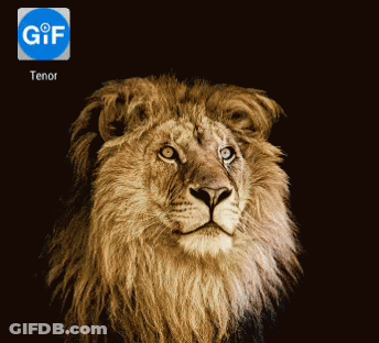 A Close Up Of A Lion 'S Face With A Gif Icon Below It GIF