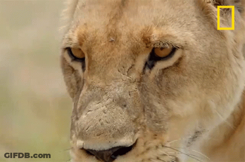 A Close Up Of A Lion 'S Face With A National Geographic Logo On The Ear GIF