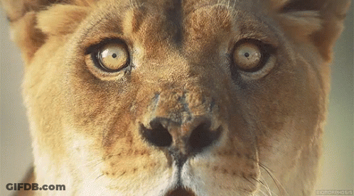 A Close Up Of A Lion 'S Face With A Watermark That Says ' Wildlifephoto ' On The Bottom Right GIF