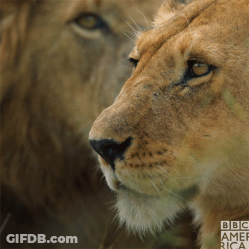 A Close Up Of A Lion 'S Face With Bbc America Written On The Bottom Right GIF