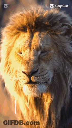 A Close Up Of A Lion 'S Face With Its Eyes Closed And The Caption Capcut GIF