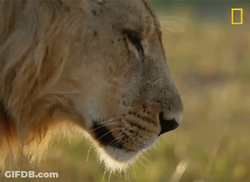 A Close Up Of A Lion 'S Face With The National Geographic Logo In The Background GIF