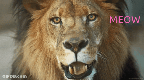 A Close Up Of A Lion 'S Face With The Word Meow In Pink GIF