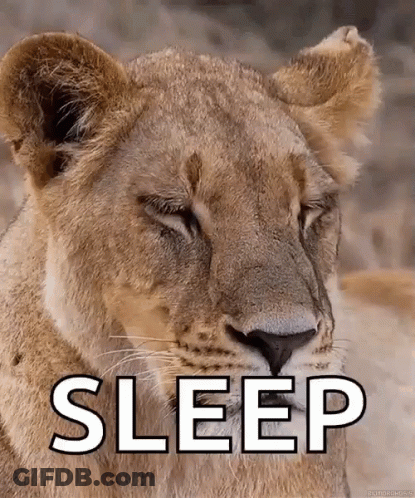 A Close Up Of A Lion 'S Face With The Words Sleep Written On It . GIF