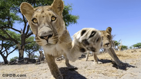 A Close Up Of A Lion 'S Paw In The Sand GIF