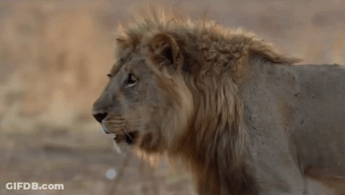 A Close Up Of A Lion With A Long Mane Standing In The Wild Looking At The Camera . GIF