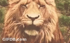 A Close Up Of A Lion With Its Mouth Open . GIF