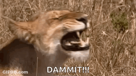 A Close Up Of A Lion With Its Mouth Open And The Words Dammit ! GIF