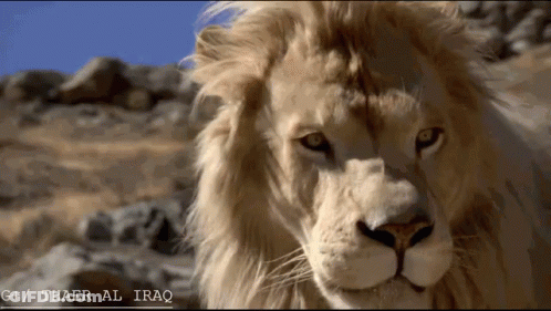 A Close Up Of A Lion With The Words Thaer Al Iraq On The Bottom Right GIF